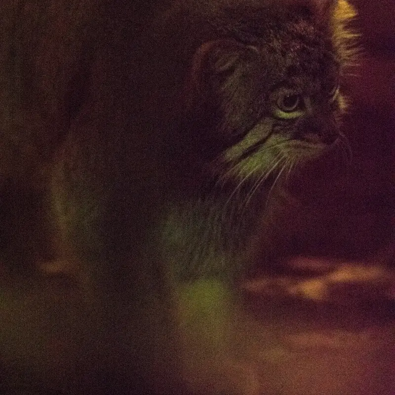 A photograph of Figa in Nogeyama Zoo