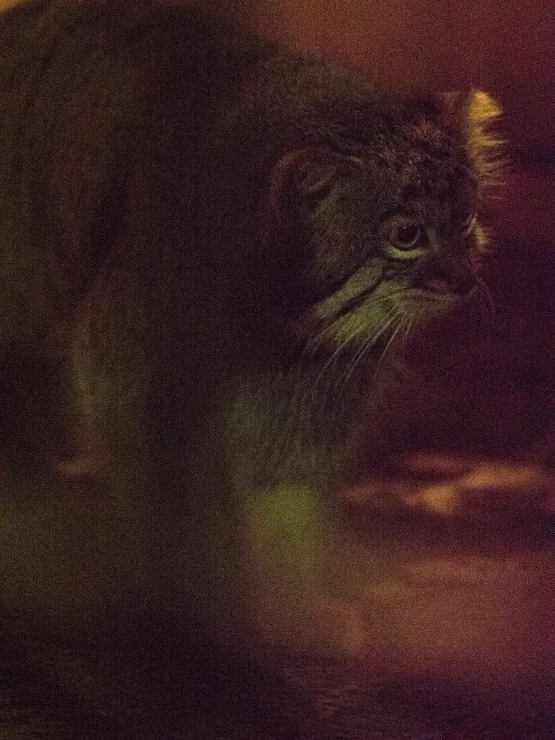 A photograph of Figa in Nogeyama Zoo