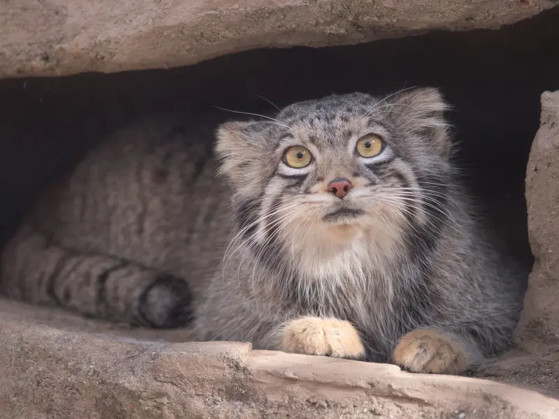 A photograph of Oto in Saitama Children's Zoo