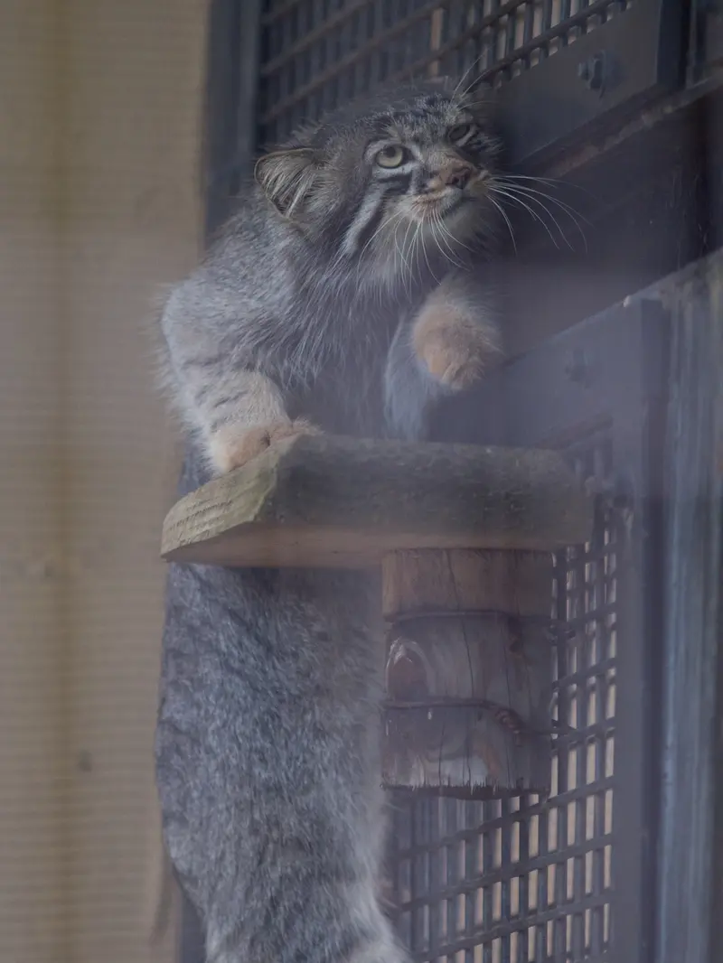 A photograph of Hide in Asahiyama Zoo