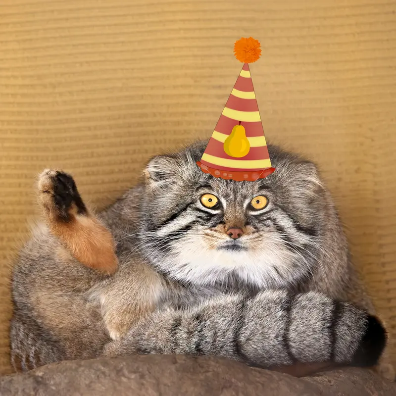 A photograph of a Pallas's cat