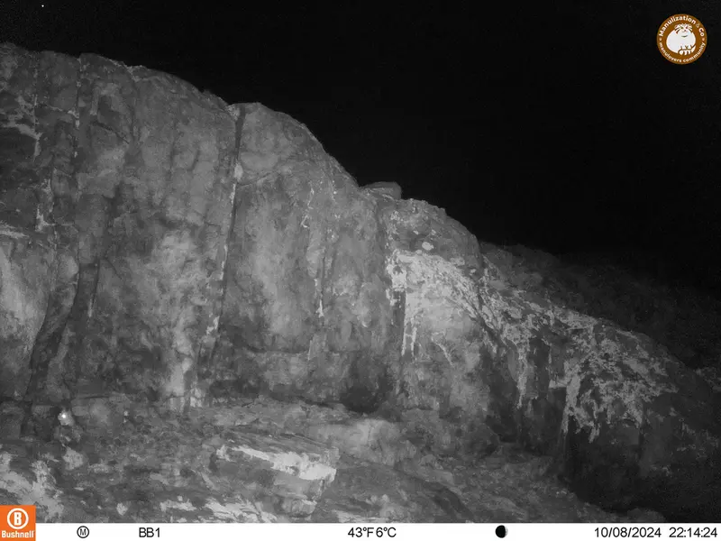 A photograph of Flat-headed vole from Aktas-Kunkora camera trap
