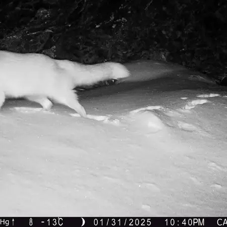 A photograph of Red fox from Zhundy 1 camera trap
