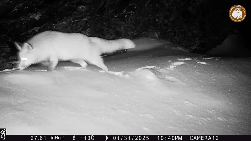A photograph of Red fox from Zhundy 1 camera trap
