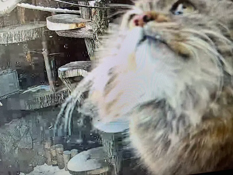 A photograph of a Pallas's cat