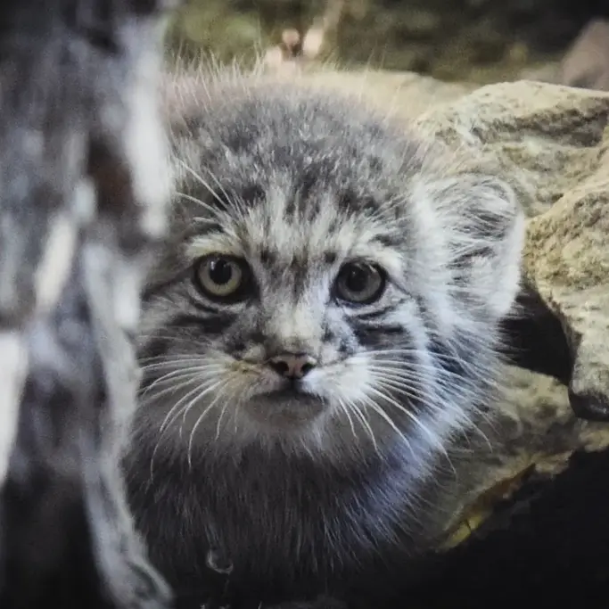 A photograph of Kitten of Lucy b. 2026 Ⅰ in Budapest Zoo & Botanical Garden