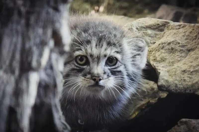 A photograph of Kitten of Lucy b. 2026 Ⅰ in Budapest Zoo & Botanical Garden