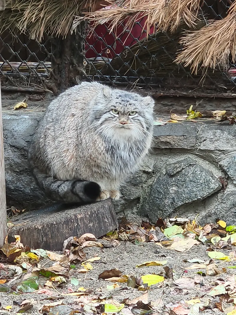 Manul of the day