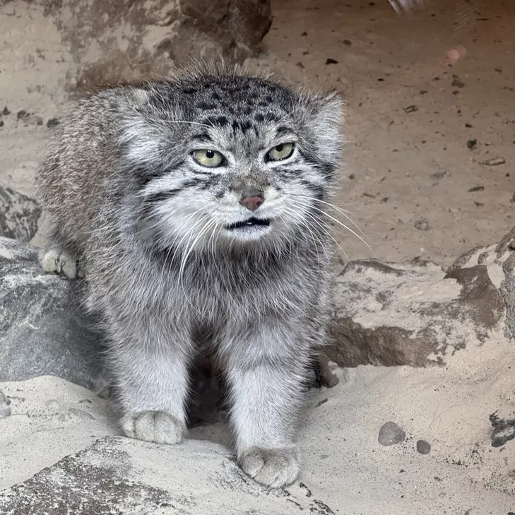 A photograph of Akiko in Edinburgh Zoo
