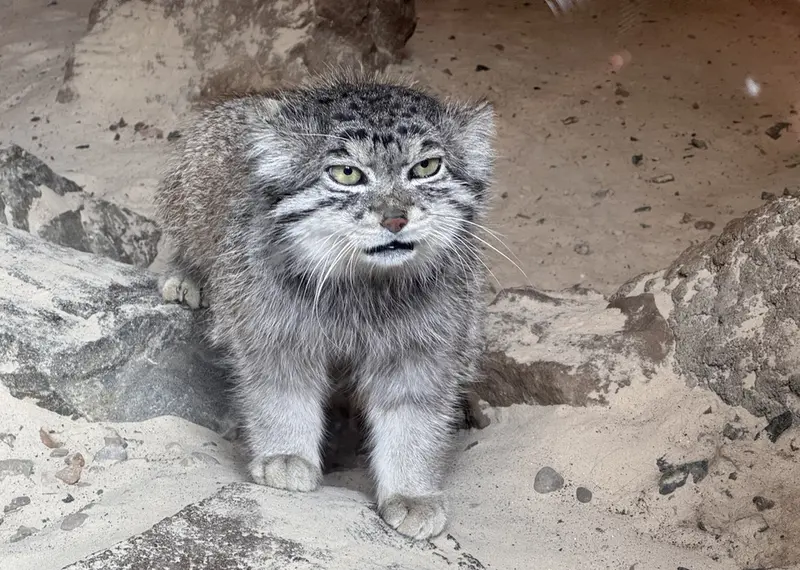 A photograph of Akiko in Edinburgh Zoo
