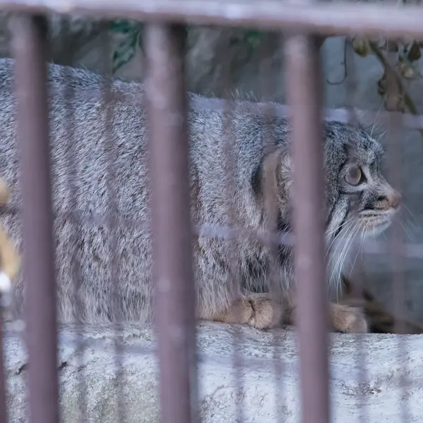 A photograph of Figa in Nogeyama Zoo
