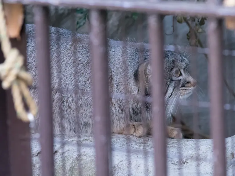 A photograph of Figa in Nogeyama Zoo
