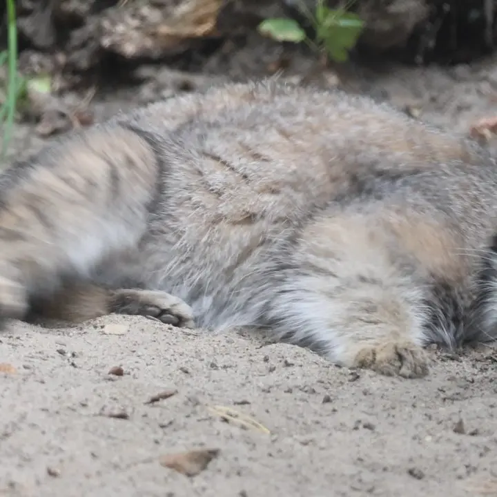 A photograph of a Pallas's cat in Novosibirsk Zoo