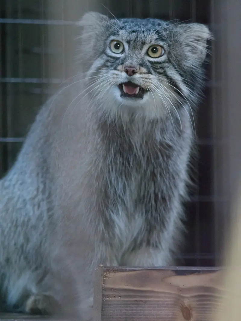 A photograph of Figa in Nogeyama Zoo