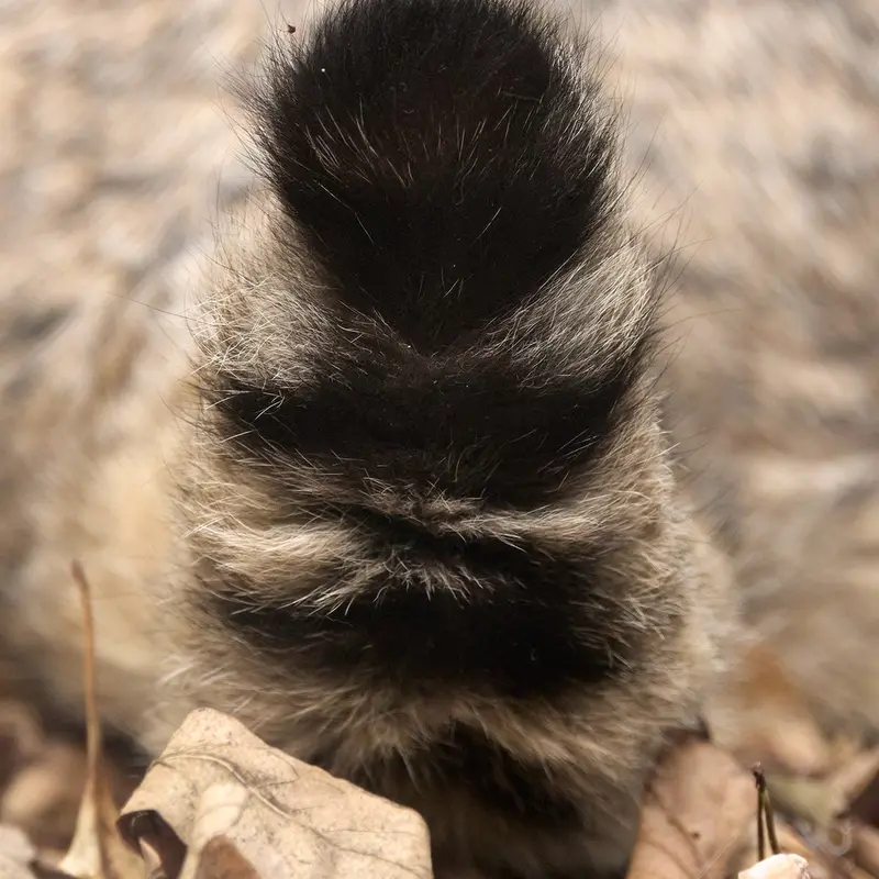 A photograph of Katun in Novosibirsk Zoo