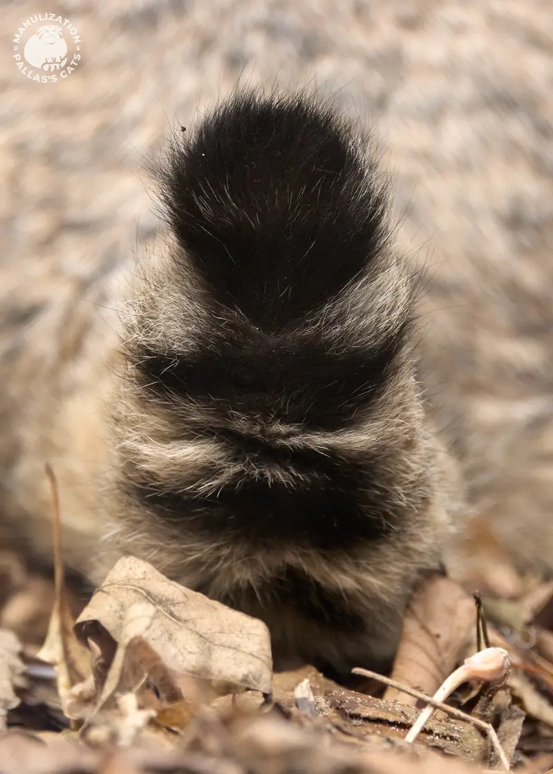 A photograph of Katun in Novosibirsk Zoo