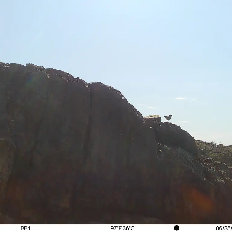 A photograph of a Pallas's cat from Aktas-Kunkora [new] camera trap