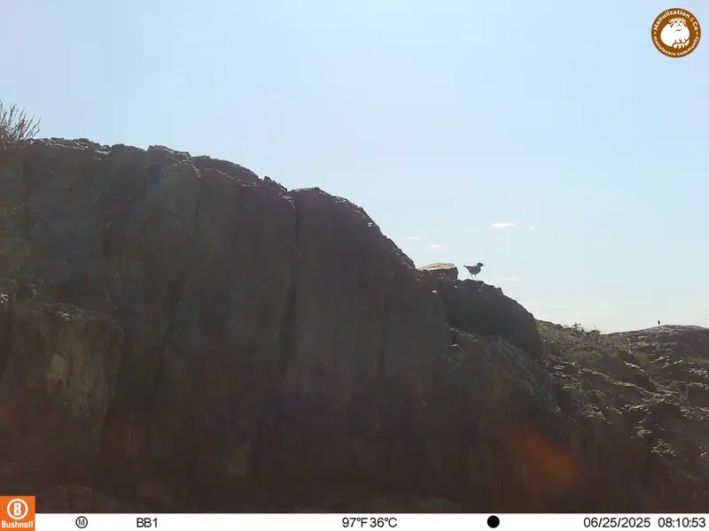 A photograph of a Pallas's cat from Aktas-Kunkora [new] camera trap