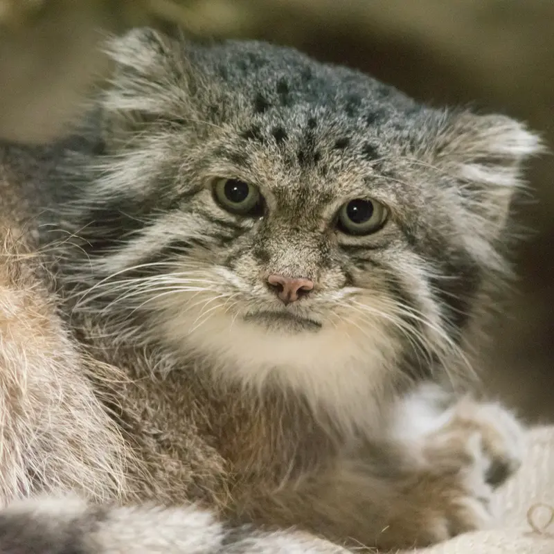 A photograph of Klyon in Ueno Zoological Gardens
