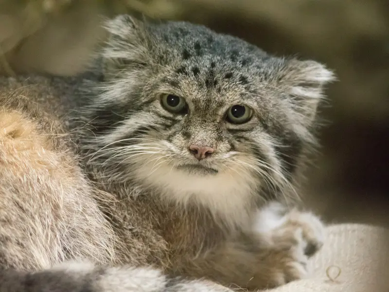 A photograph of Klyon in Ueno Zoological Gardens