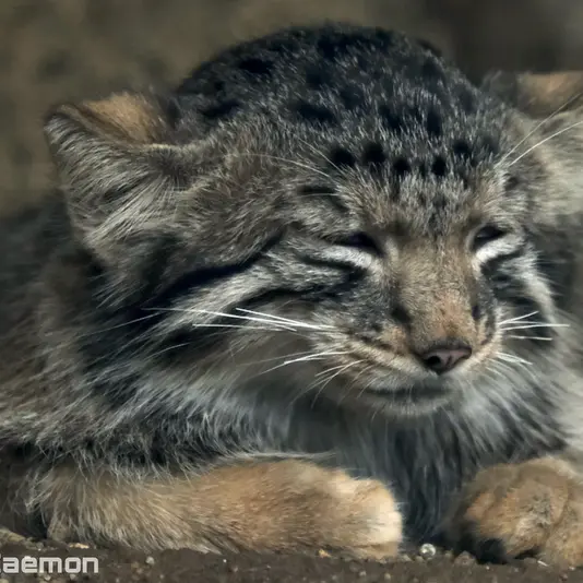 A photograph of Nagomu in Kobe Animal Kingdom
