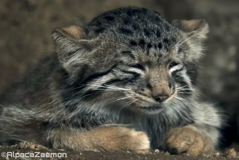A photograph of Nagomu in Kobe Animal Kingdom
