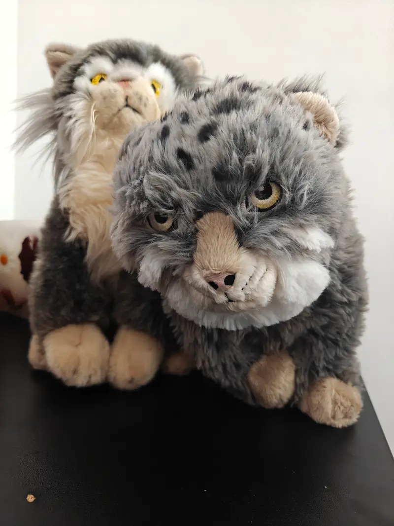 A photograph of a Pallas's cat