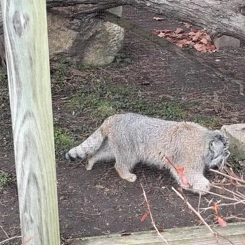 A photograph of a Pallas's cat in Potter Park Zoo