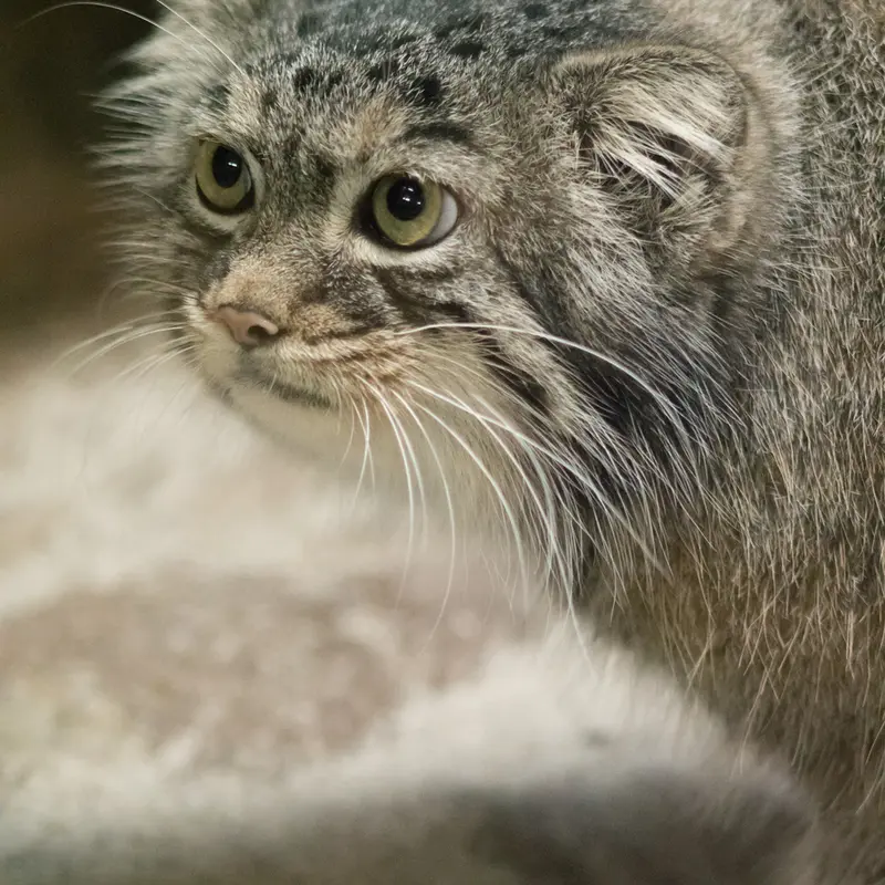A photograph of Shafran in Ueno Zoological Gardens