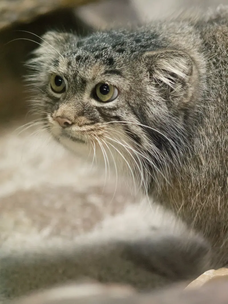 A photograph of Shafran in Ueno Zoological Gardens