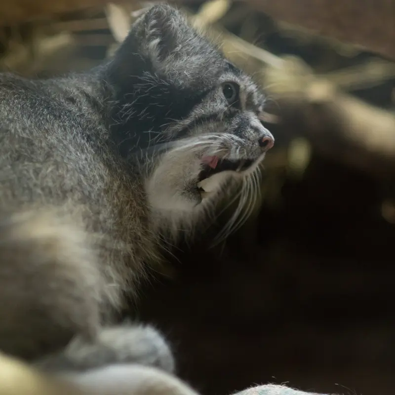 A photograph of Klyon in Ueno Zoological Gardens