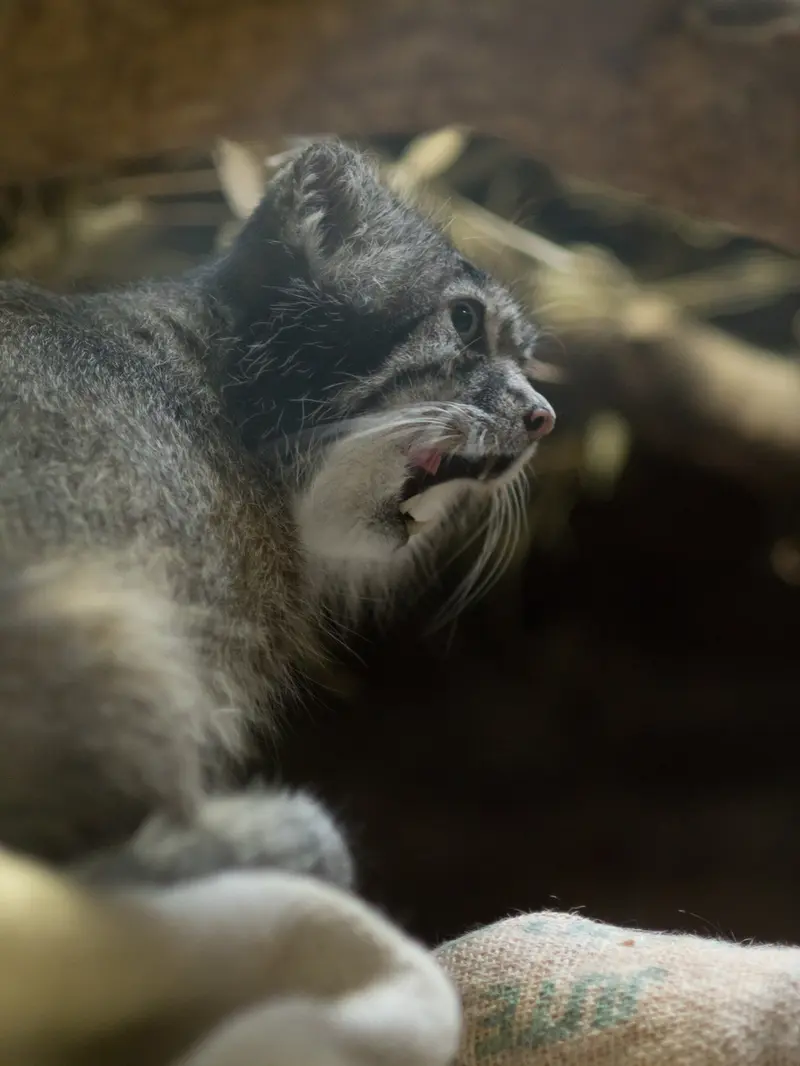 A photograph of Klyon in Ueno Zoological Gardens