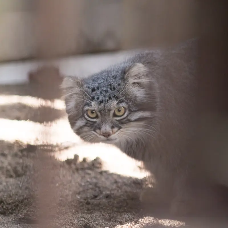 A photograph of Figa in Nogeyama Zoo