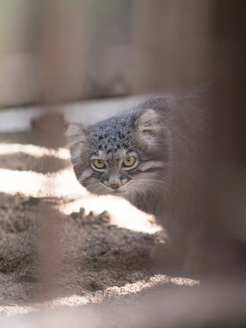 A photograph of Figa in Nogeyama Zoo