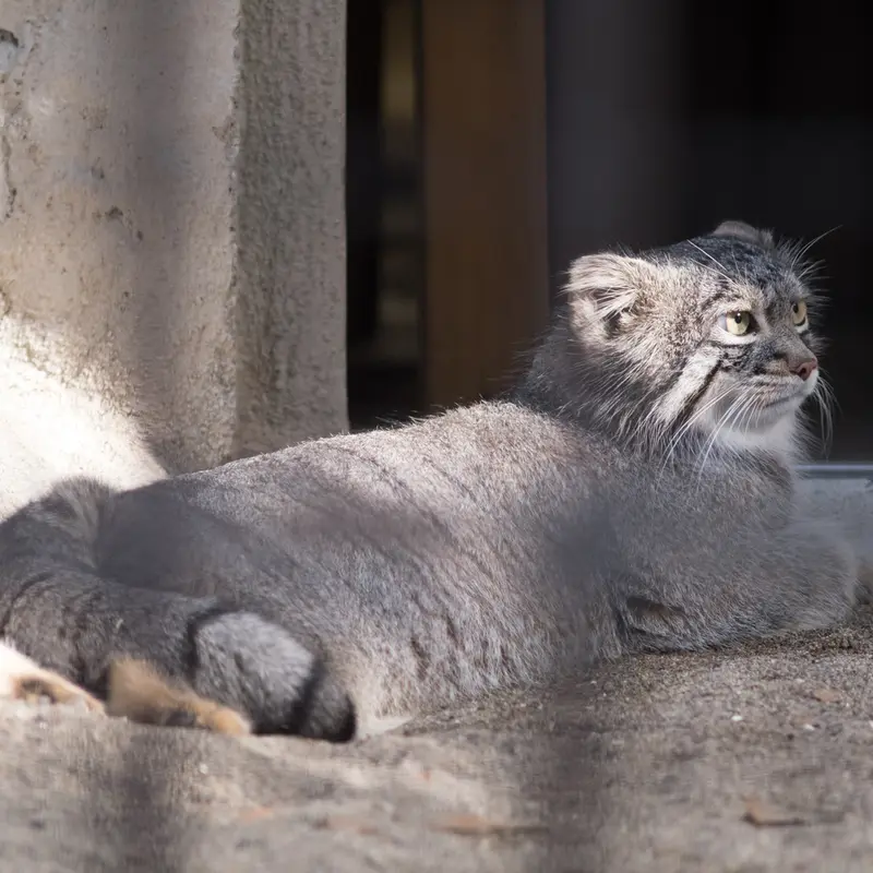 A photograph of Figa in Nogeyama Zoo