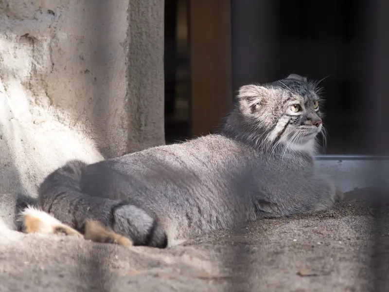 A photograph of Figa in Nogeyama Zoo