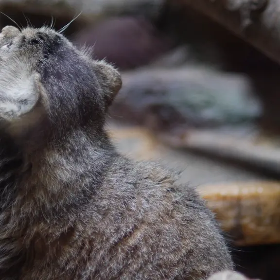 A photograph of a Pallas's cat in Ueno Zoological Gardens