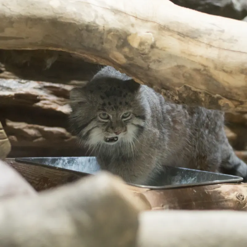 A photograph of Klyon in Ueno Zoological Gardens