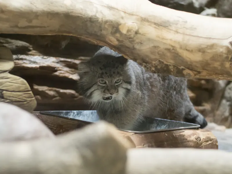 A photograph of Klyon in Ueno Zoological Gardens