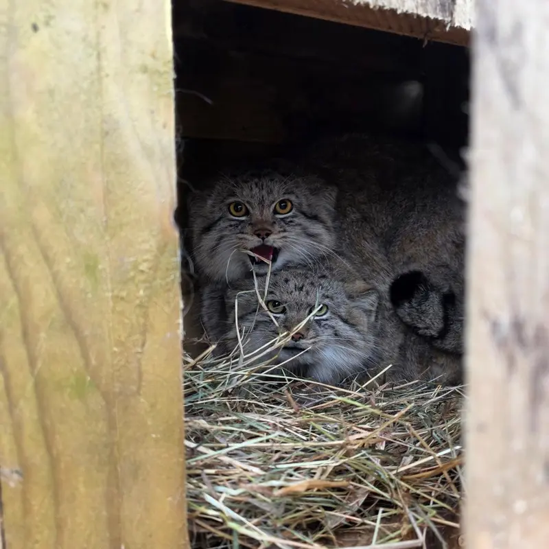 A photograph of a Pallas's cat in The Lakeland Wildlife Oasis
