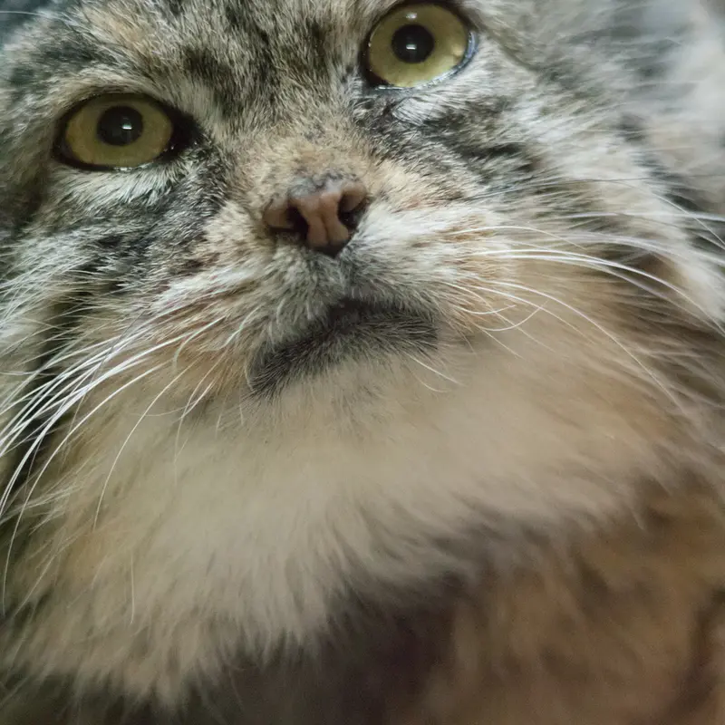 A photograph of Primula in Ueno Zoological Gardens