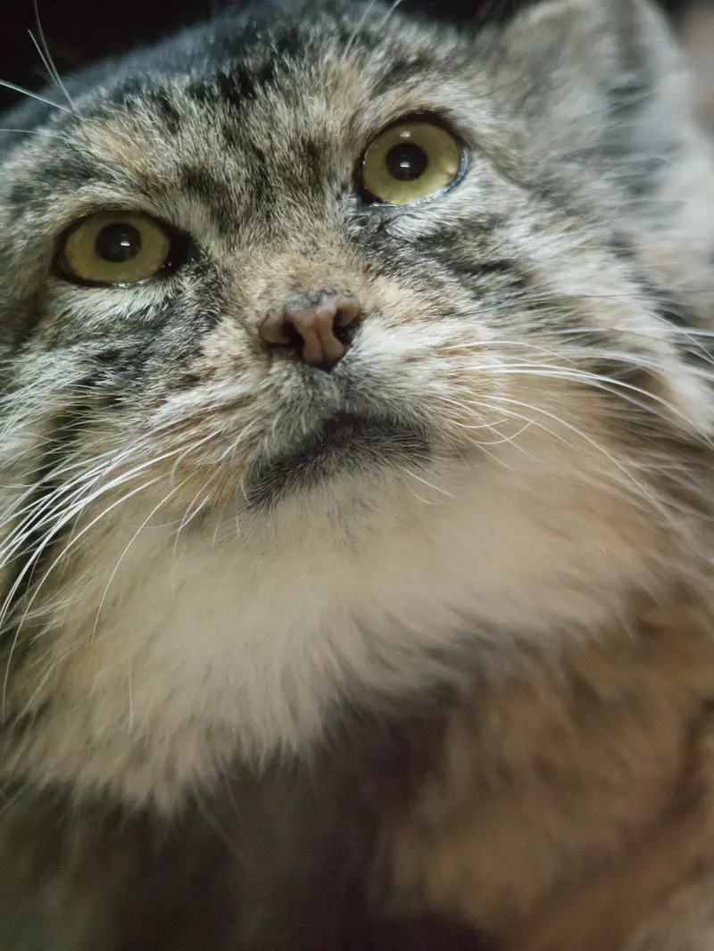 A photograph of Primula in Ueno Zoological Gardens