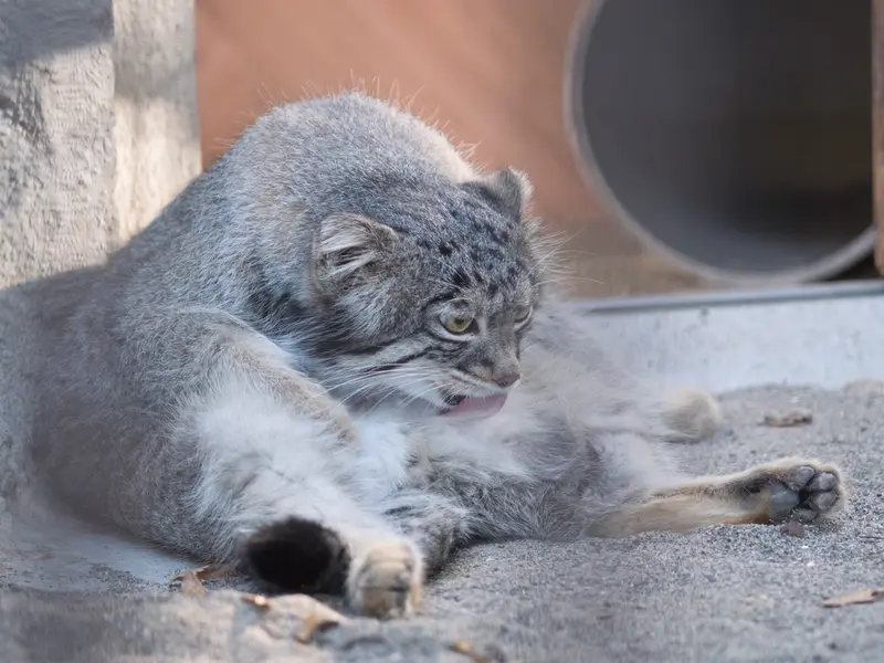 A photograph of Figa in Nogeyama Zoo