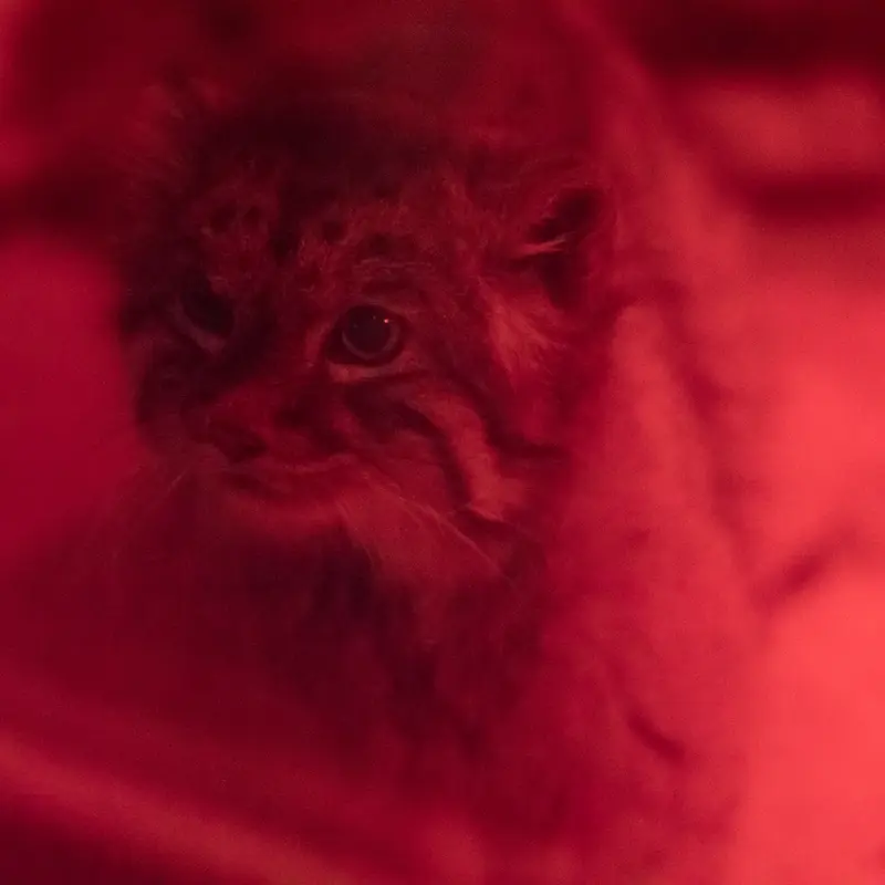 A photograph of Naim in Ueno Zoological Gardens