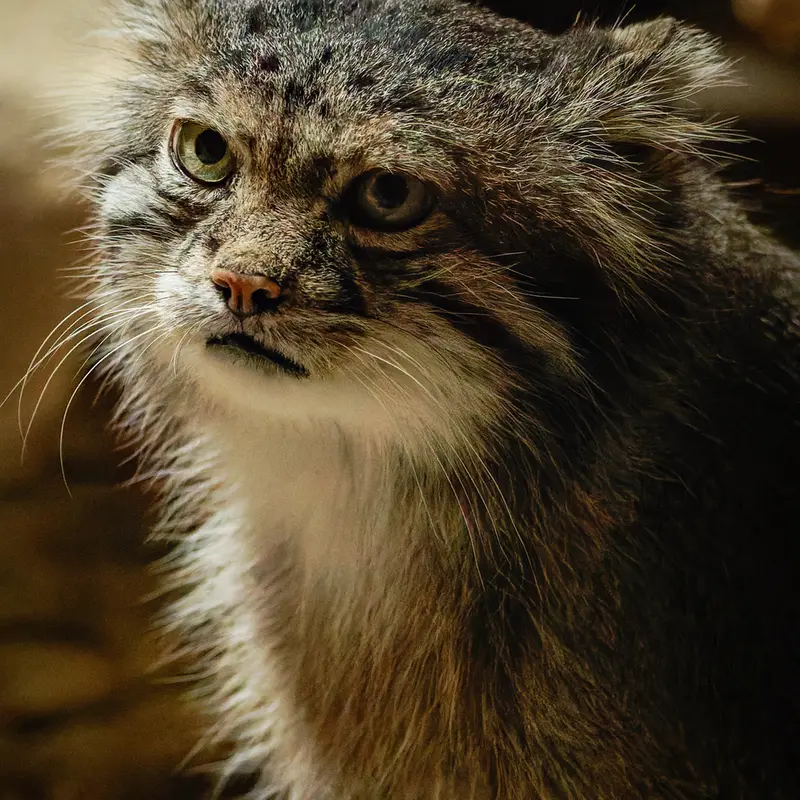 A photograph of Klyon in Ueno Zoological Gardens