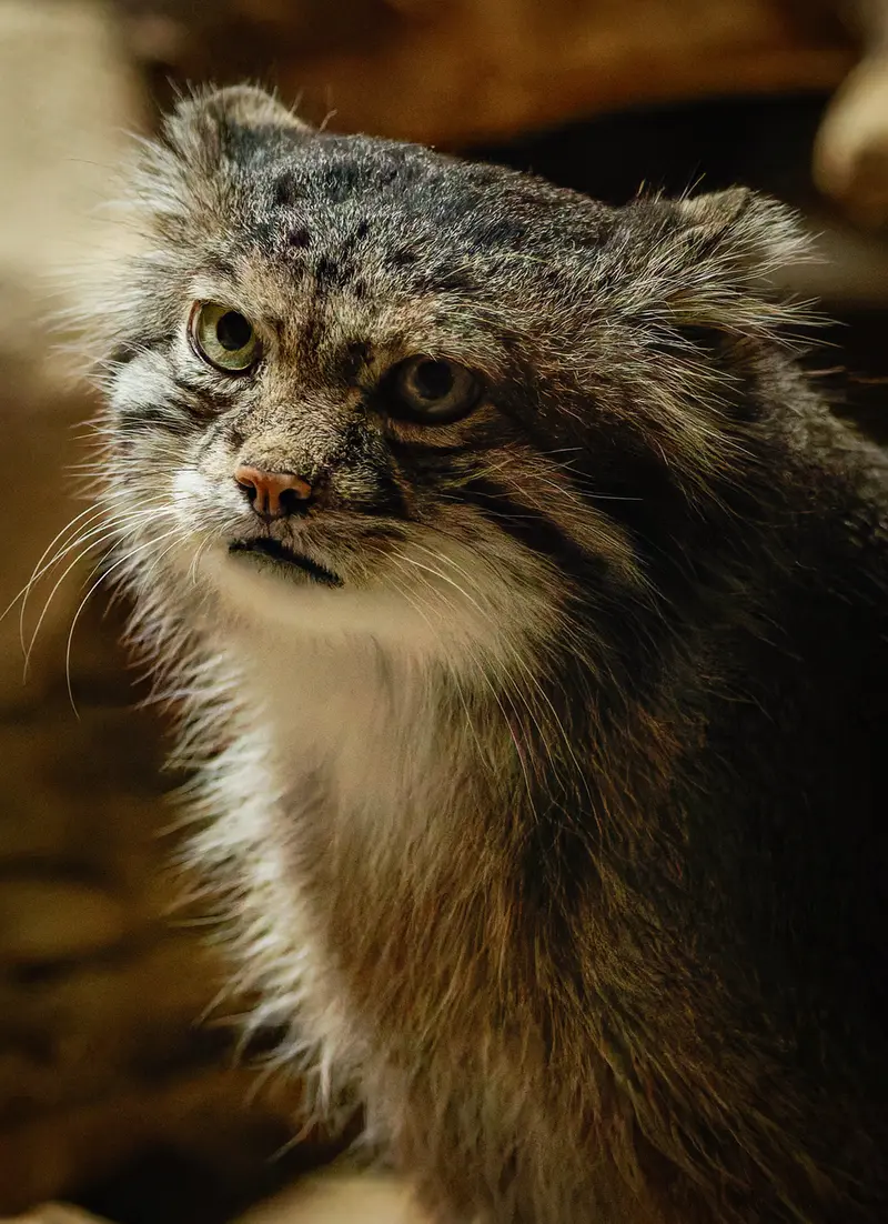 A photograph of Klyon in Ueno Zoological Gardens