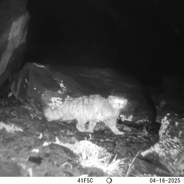 A photograph of Otocolobus manul manul from Koshkar camera trap