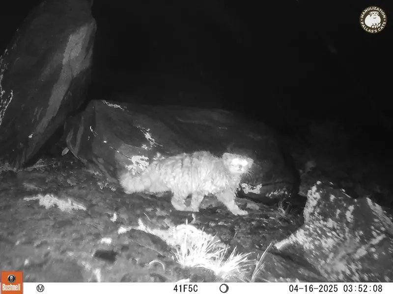 A photograph of Otocolobus manul manul from Koshkar camera trap