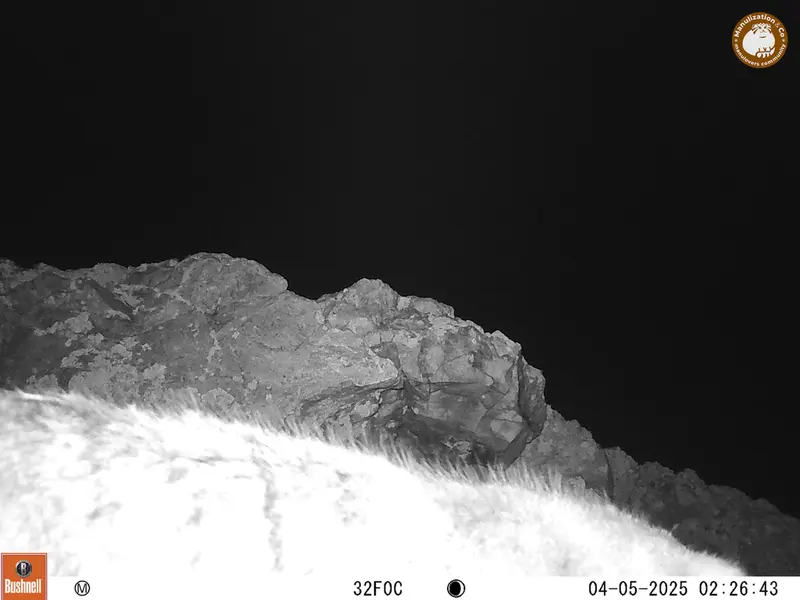A photograph of Otocolobus manul manul from Besshoky 1 camera trap