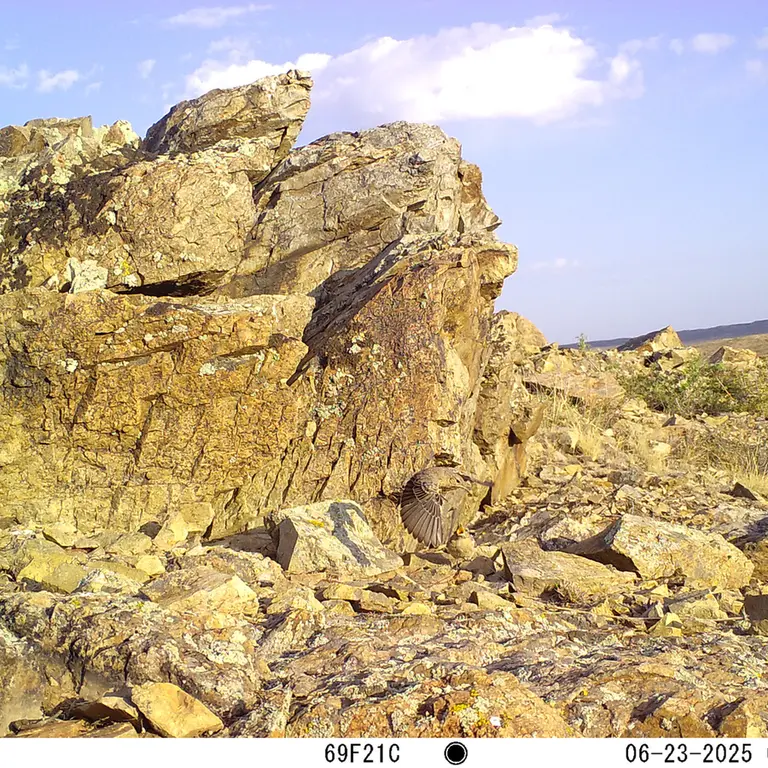 A photograph of a Pallas's cat from Karashoky [new] camera trap